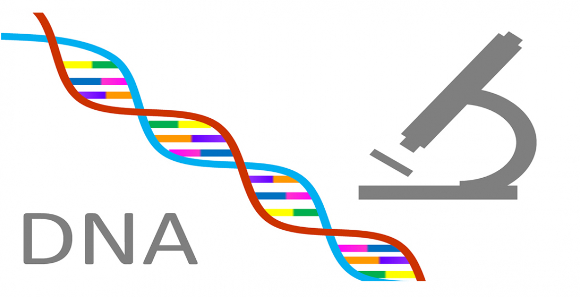 dna dora